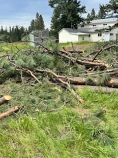 Overgrowth cut and ready to clear