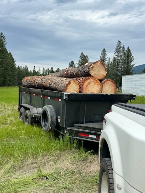 Hauling out the logs
